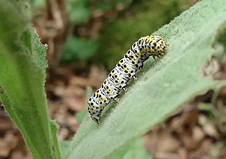 Eine Raupe des Königskerzen-Mönchs krabbelt auf einem Blattstengel.