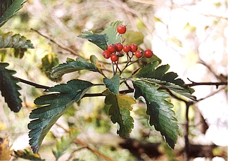 Auf dem Bild ist ein Zweig der endemischen Mehlbeere mit Früchten zu sehen.