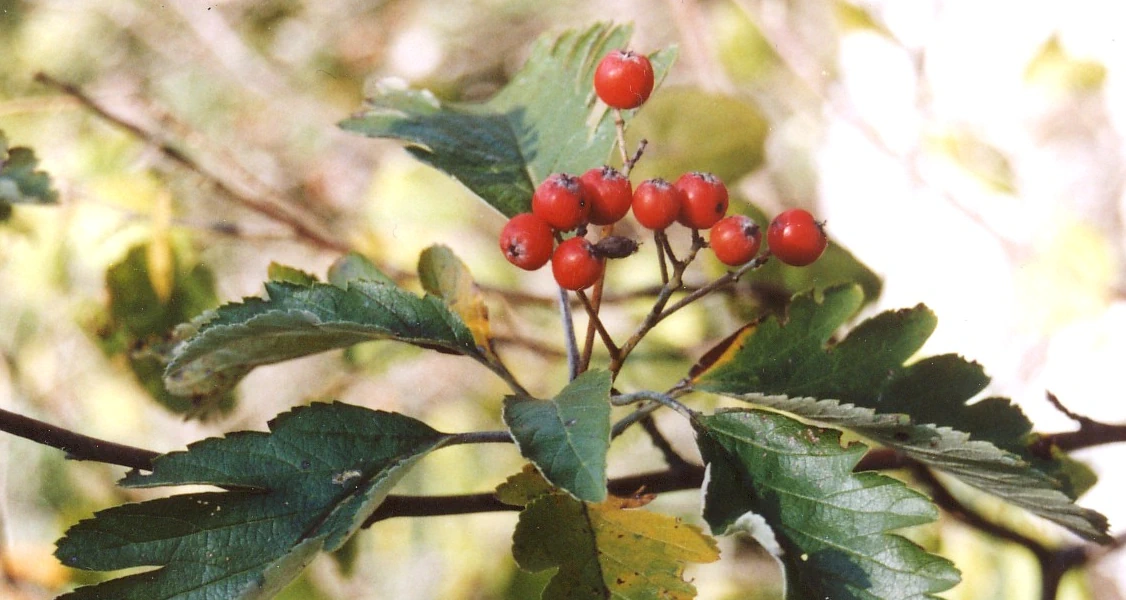 Bild ist ein Zweig der endemischen Mehlbeere mit Früchten zu sehen.n