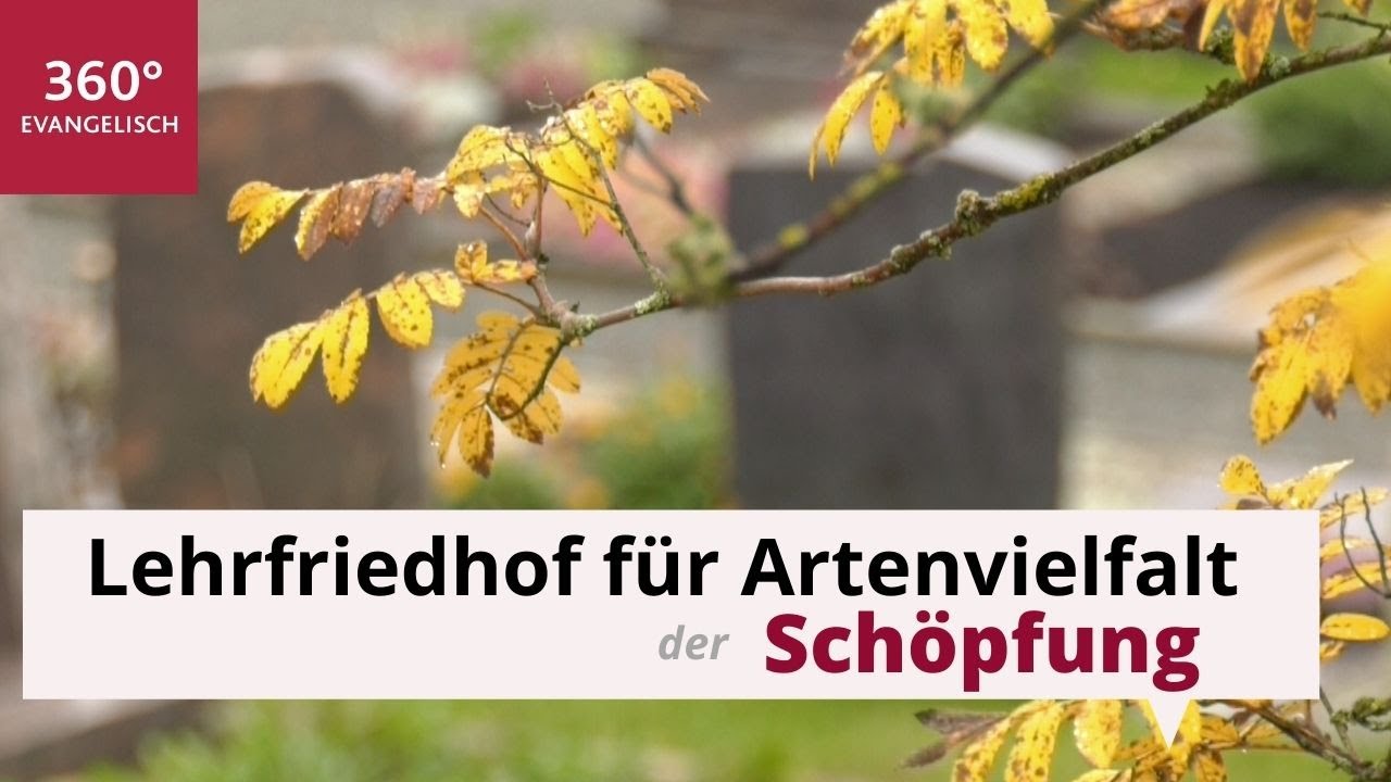 Youtube Vorschau - Video ID 43T99ZfW1b8